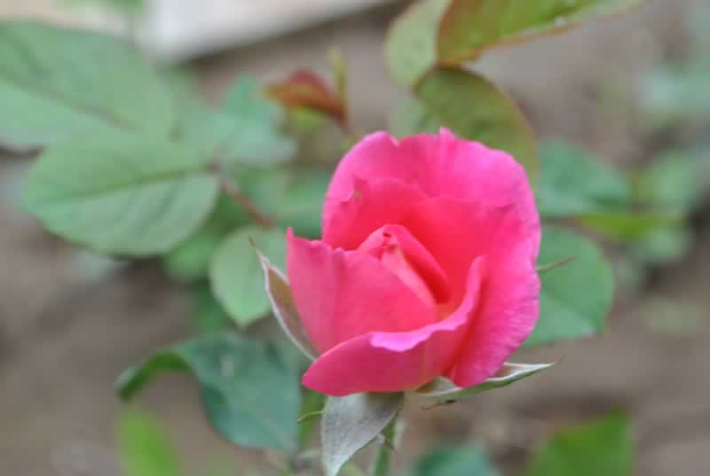 һ֧ ӰL^(q)[